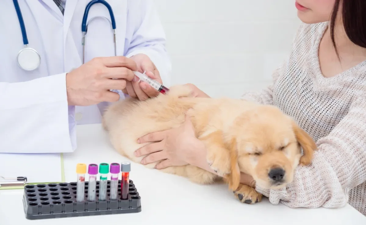 A transfusão de sangue em cães pode ser necessária em determinadas situações. 