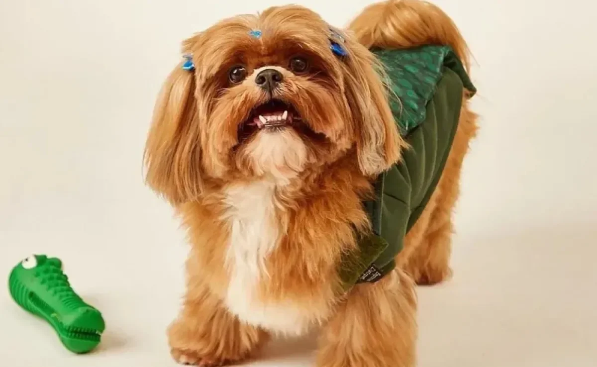 Shih Tzu ruiva encanta internautas pelo aspecto sedoso dos pelos (Créditos: Instagram/@hannashihtzuuu) 