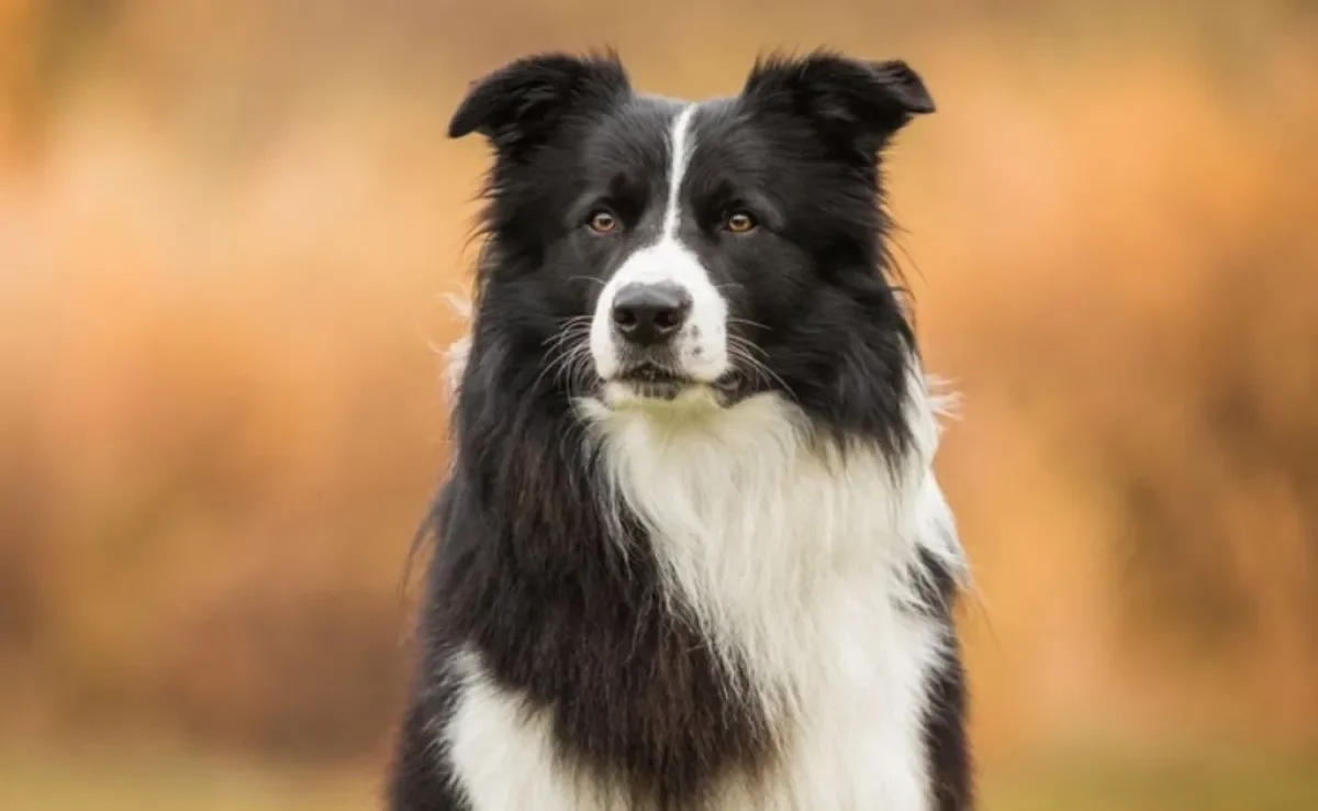 Saude do Border Collie expectativa de vida doencas e mais