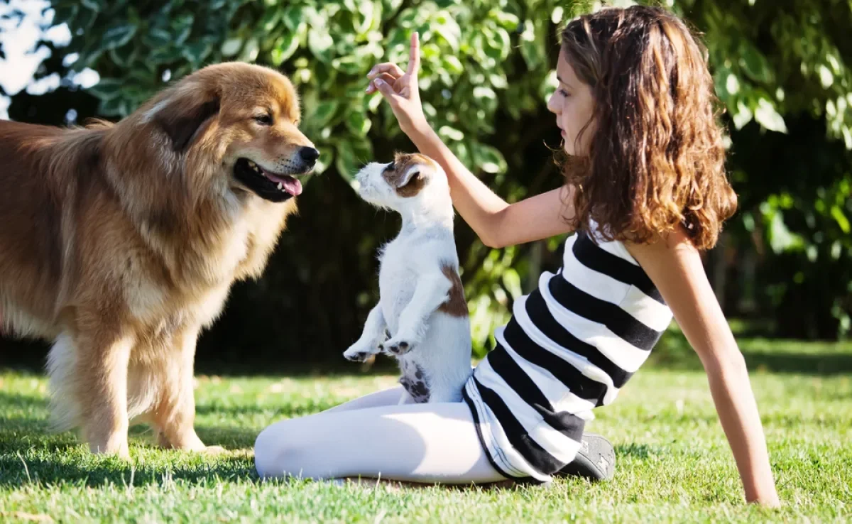 Cachorro com ciúmes: descubra qual é a raça mais ciumenta que existe