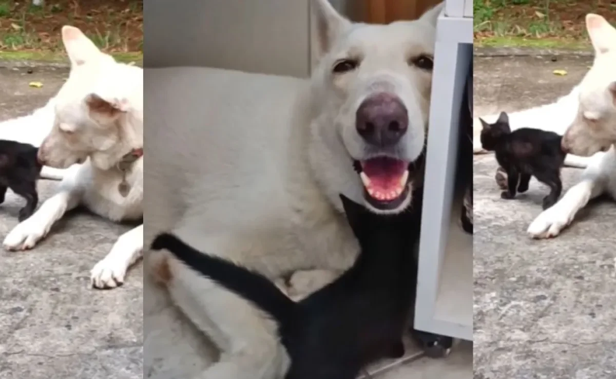 Cachorro e gato se dão muito bem juntos (Créditos: Instagram/@familiaguiecia)