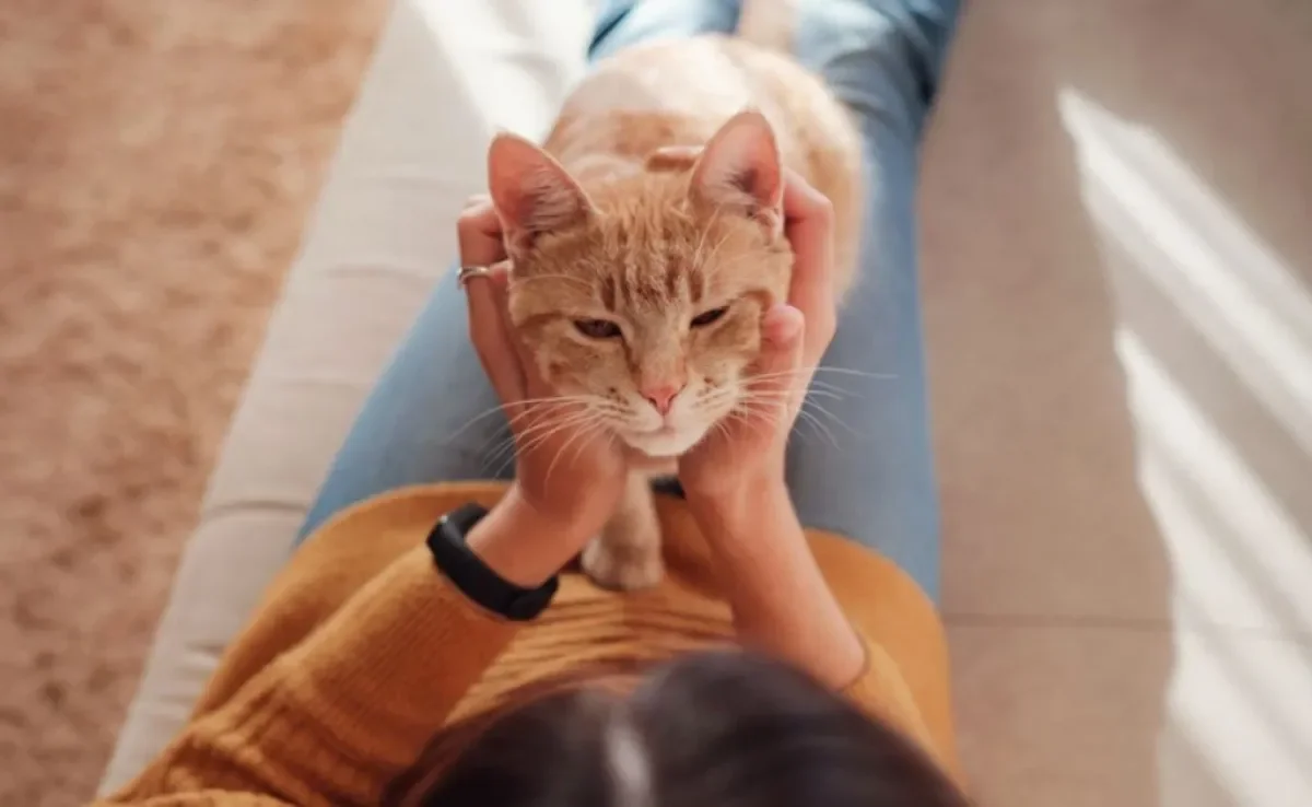 Encontrar um gato laranja fêmea é possível, embora seja mais difícil