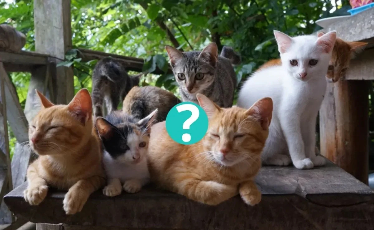 Gato laranja, gato malhado, gato preto ou frajolinha: descubra qual é a cor de gato mais famosa do mundo