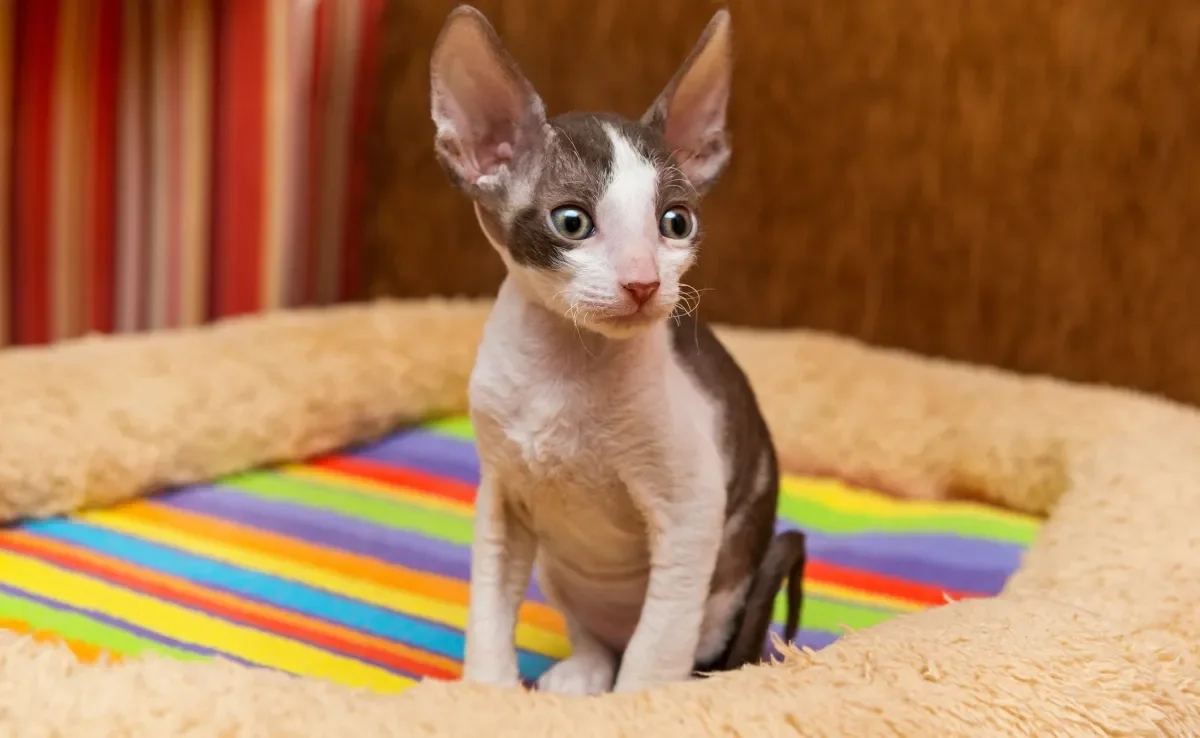 A aparência dos gatos exóticos é especial e diferenciada