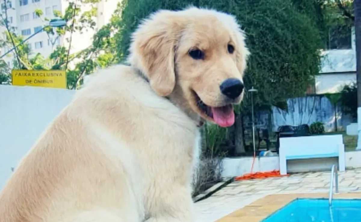 Viajar com cachorro pode se tornar mais seguro depois do caso de Joca (Créditos: Instagram/@jocagoldenr)