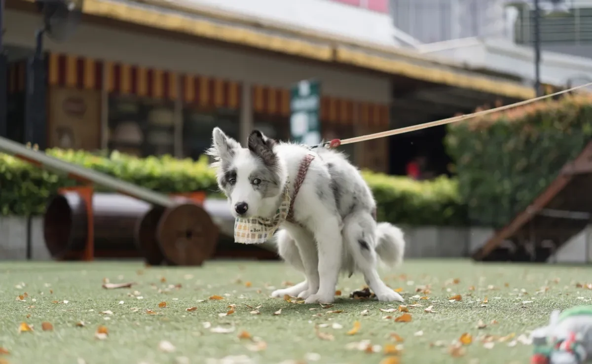 Descubra por que os cachorros giram antes de fazer cocô 