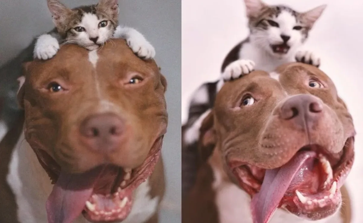 Gato e Pitbull viraram melhores amigos (Créditos: Instagram/ @scott_lua_melinha) 