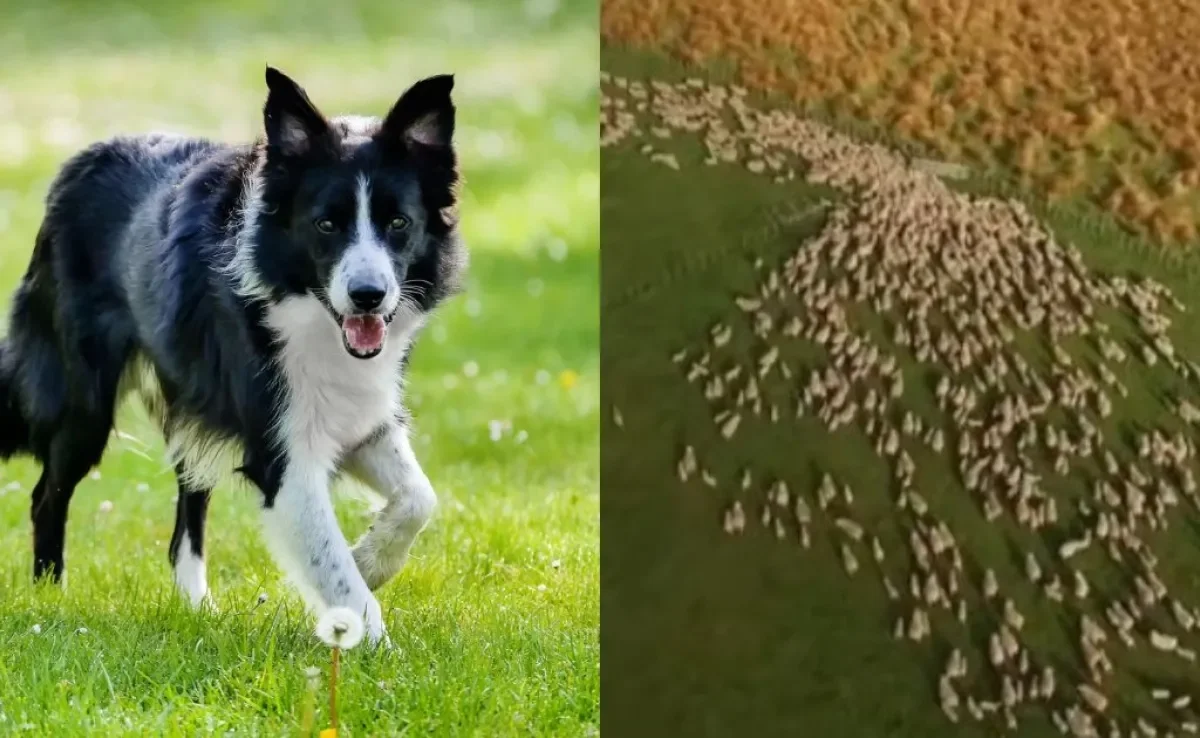 Descubra qual é a raça de cachorro mais inteligente do mundo e o que ela faz de tão impressionante 