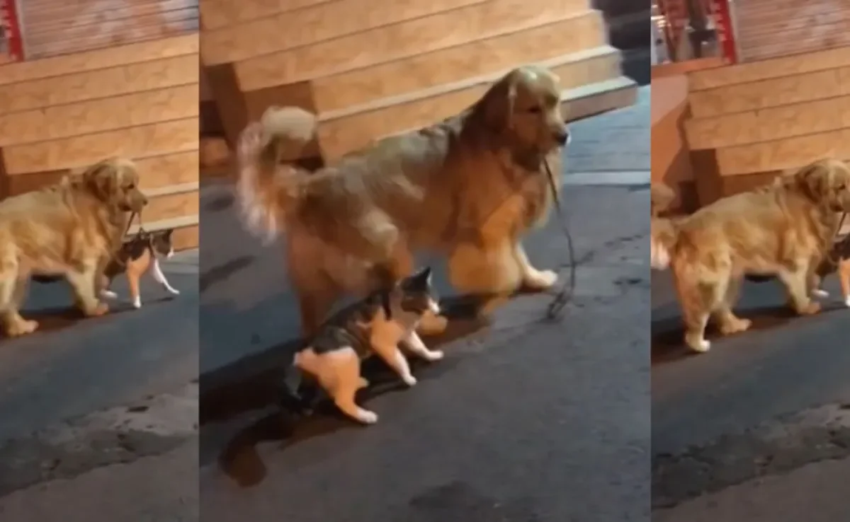 Para evitar uma briga de gato, o Golden Retriever precisou intervir na situação (Créditos: Instagram/@jasion68688)