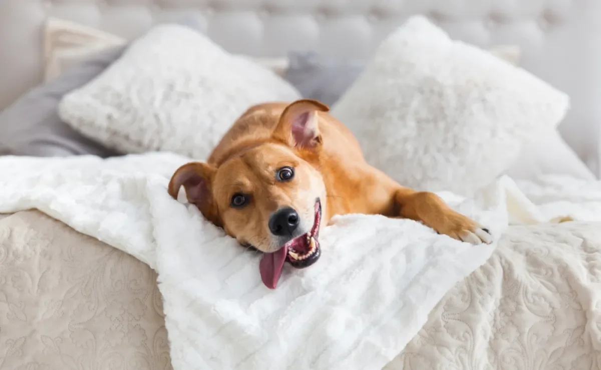 Existe um brinquedo caseiro para cachorro que é sucesso no universo canino