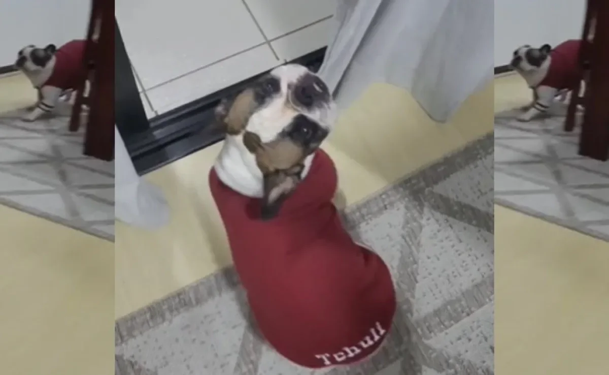 Bulldog Francês fica tão feliz que não consegue guardar isso só para ela (Créditos: TikTok/@marcelomfarias)