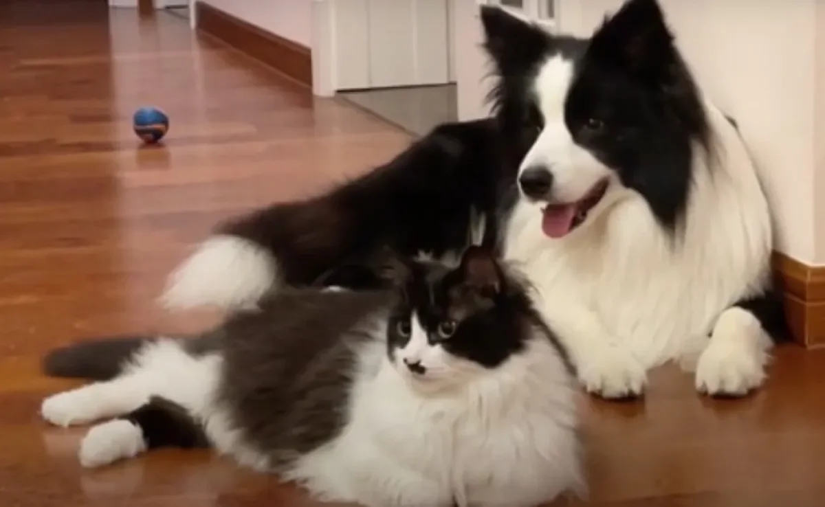 Gato frajola e Border Collie são quase gêmeos idênticos 