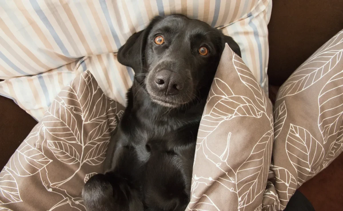 Saiba como identificar quando o cachorro está entediado pelo comportamento dele