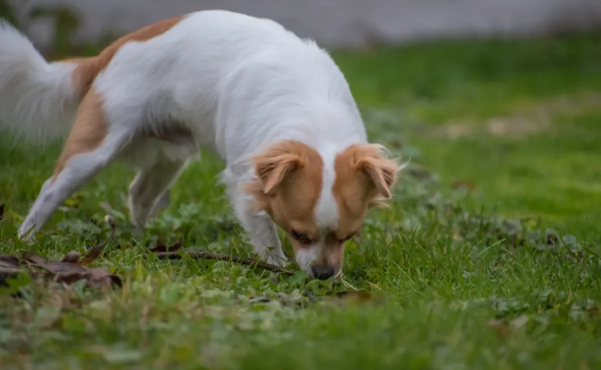 O cachorro comendo cocô pode precisar de atenção