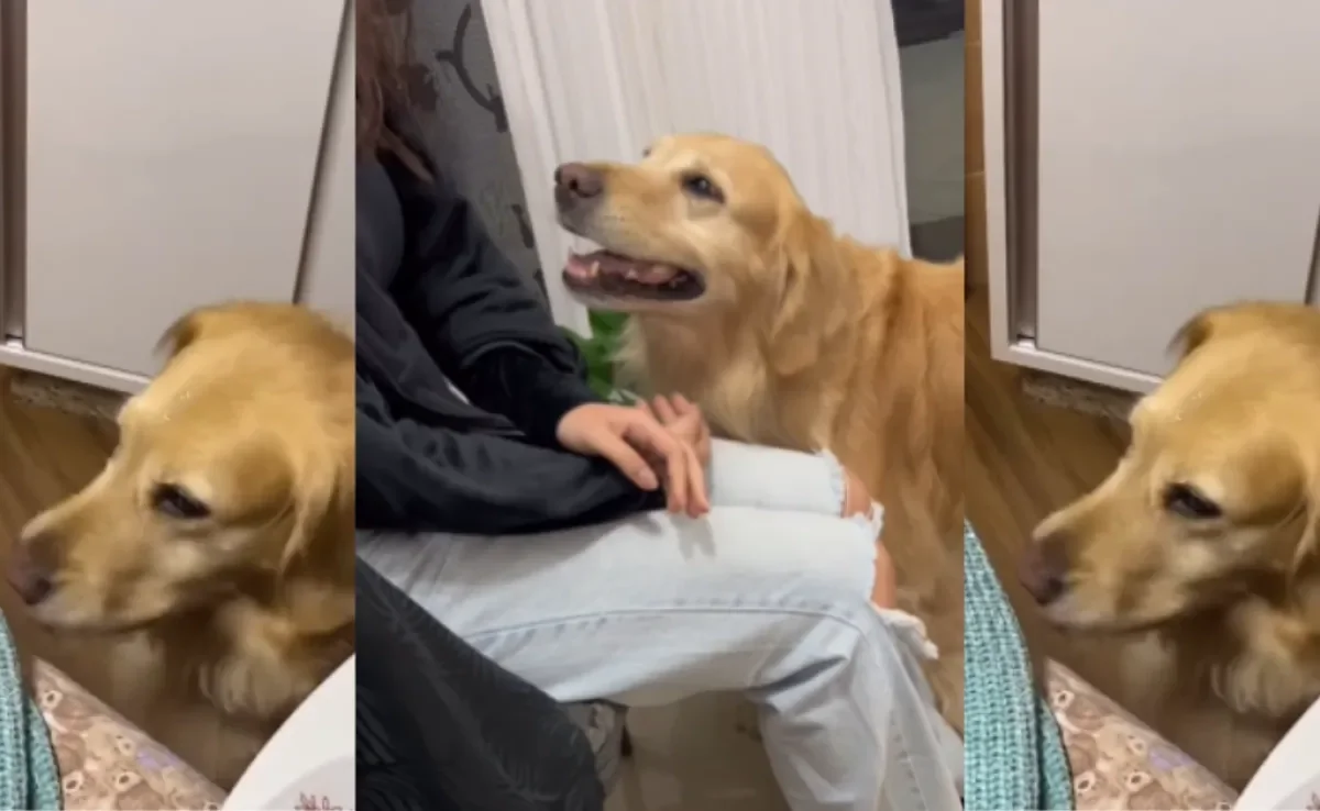 Um Golden Retriever descobriu uma técnica e tanto para sempre ser notado (Créditos: Instagram/@zeeodog)