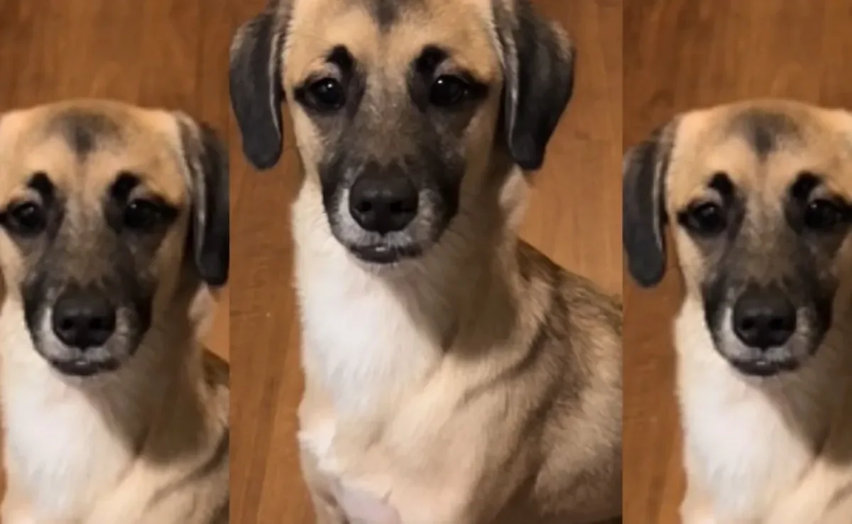 O cachorro tadinho é aquele que faz uma carinha de pobre coitado quando pode (Créditos: TikTok/@nathaliabuenoj)