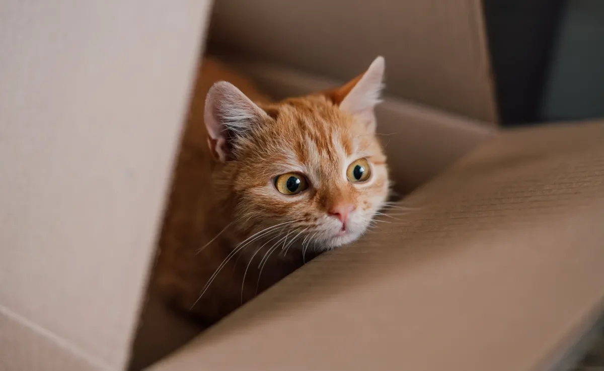 As sacolas e caixas de papelão são um refúgio para os gatos