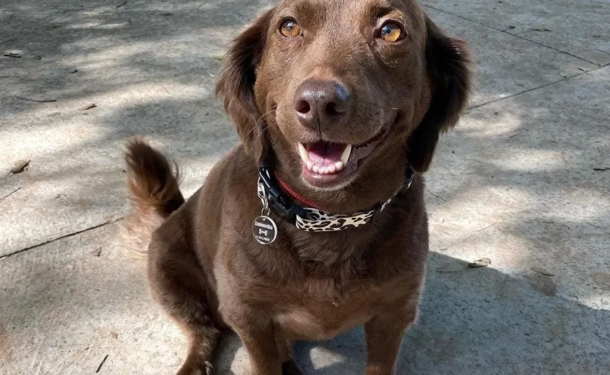 Conheça Antonella, a cachorra mais expressiva do Brasil (Créditos: Instagram/ @jessima_lleme)