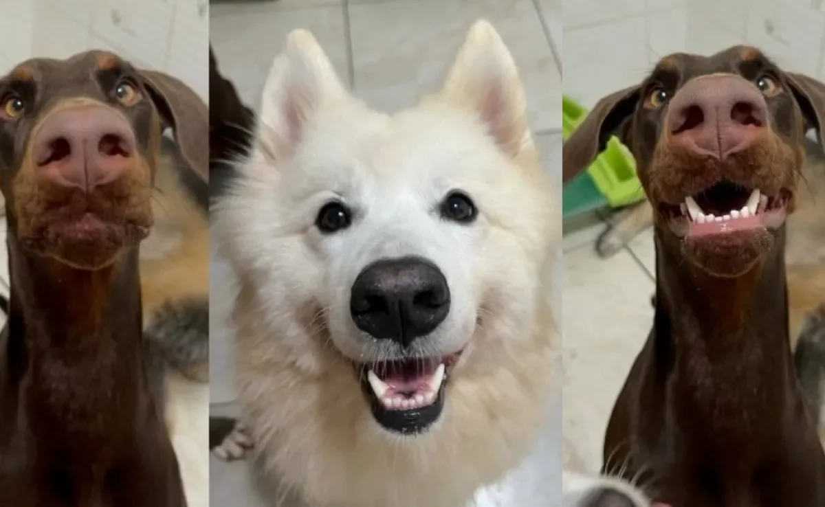 Cachorros são elogiados por funcionários de creche e reação encanta internautas (Créditos: Instagram/ @villacontinentepet) 