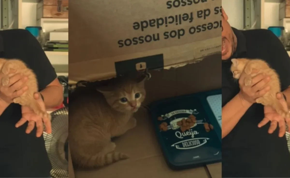 Colaboradora encontra um filhote de gato no estoque e patrão tem ração surpreendente (Créditos: Instagram/@rafarickbariri)