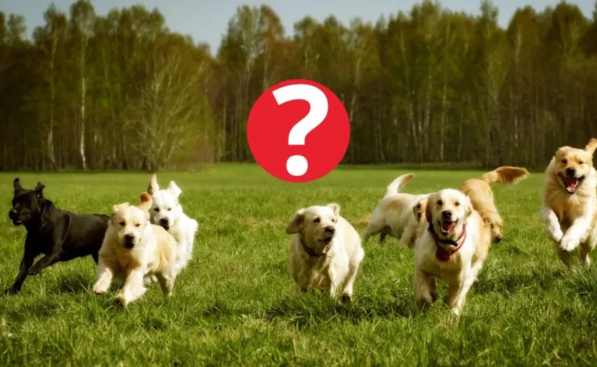 O cachorro mais rápido do mundo é uma raça grande e com corpo elegante