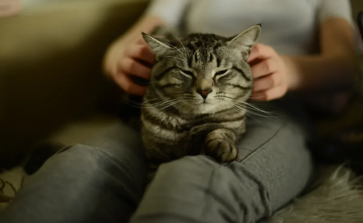 Entenda porque o gato amassa pãozinho no colo do tutor e em cobertores