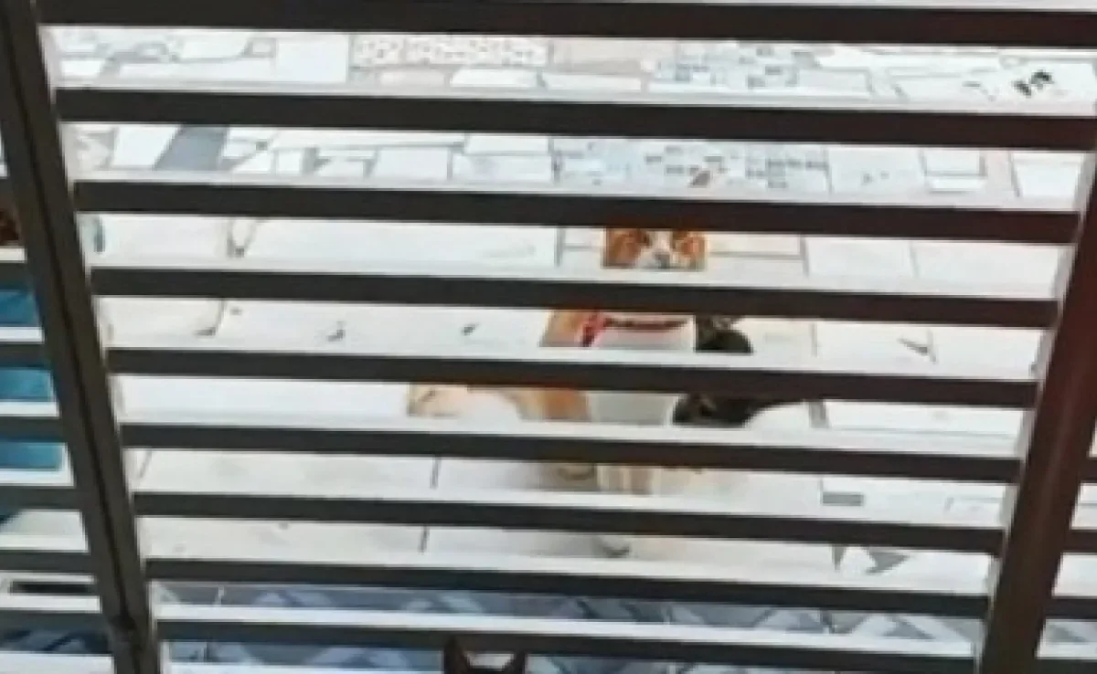  Gato laranja chega de passeio com dois presentes inusitados para tutora