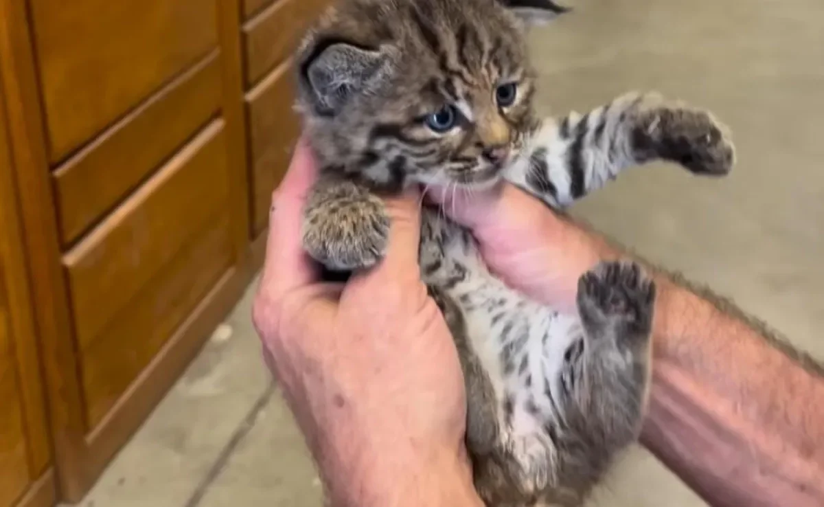 Especialistas descobrem que suposto gato selvagem resgatado é outro animal (Créditos: Instagram/ @dadivloop65)