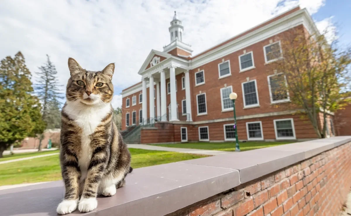 O gato universitário Max recebeu uma homenagem da universidade que frequentou (Créditos: Instagram/@vermontstate_castleton)
