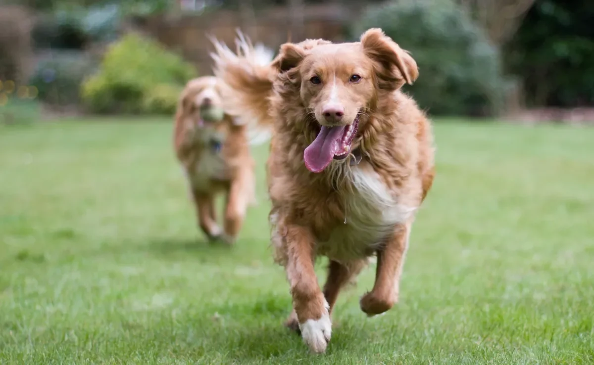  Veja como aumentar a expectativa de vida do cachorro sem gastar dinheiro 