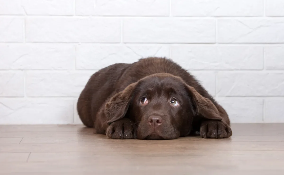 Um cachorro medroso pode ter medo por diferentes motivos