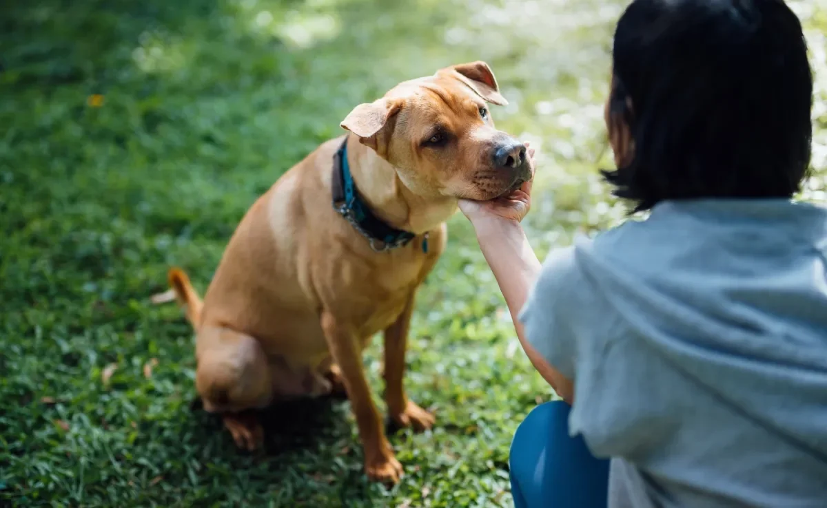 Confira qual é o truque que vai deixar o seu cachorro mais obediente