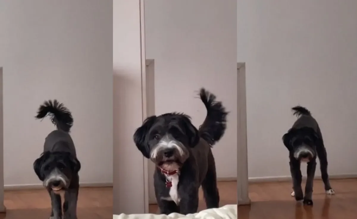 Conheça Mailo, o cachorro preto cara de pau que rouba itens de idosos (Créditos: Tiktok/ @lola.txm) 