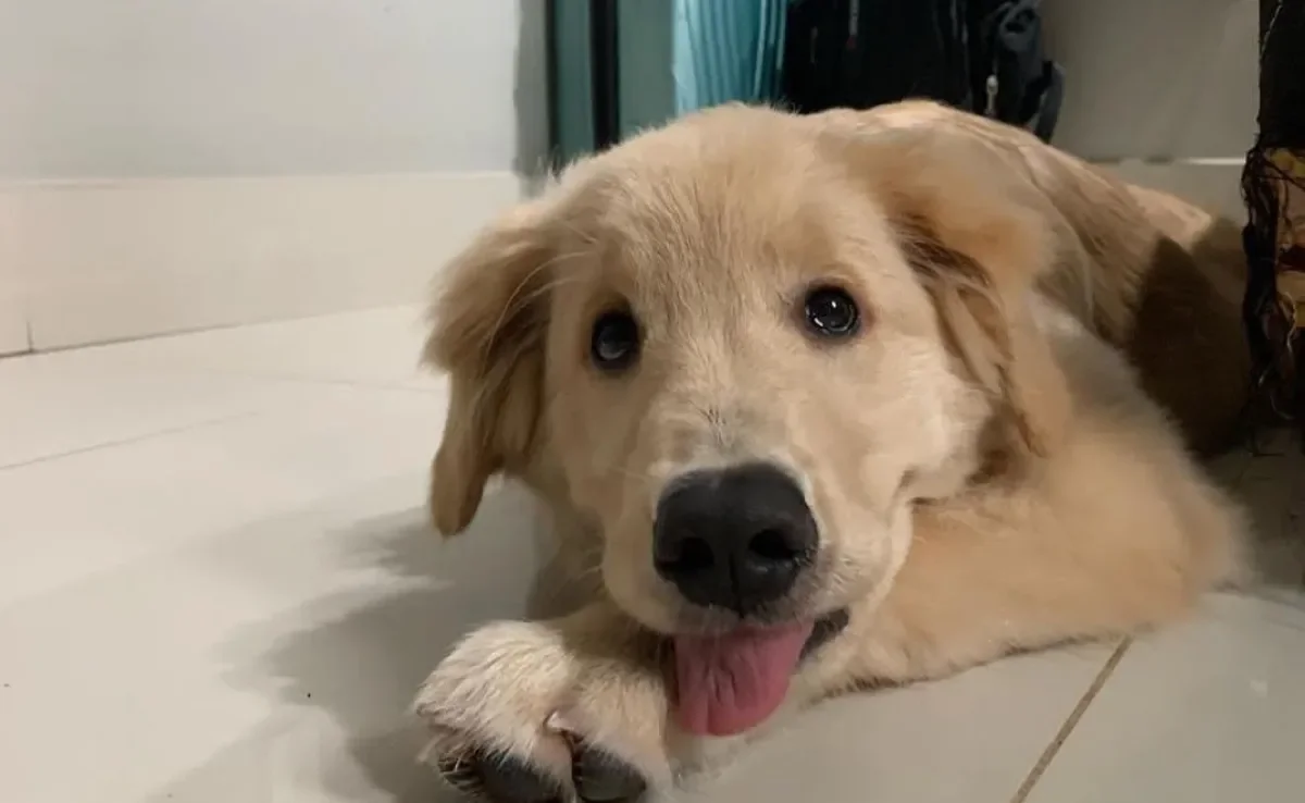 Pitoco é um Golden Retriever exigente que só se alimenta com música especial (Créditos: Instagram/ @lyon_kobegoldensthe)