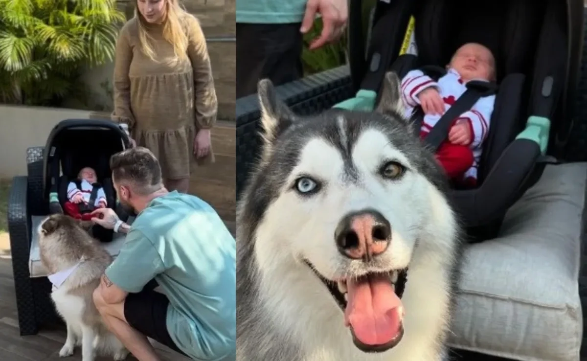  Husky Siberiano cria uma linda relação de respeito e amor pela irmã humana (Créditos: Instagram/ @gudan_ohusky)