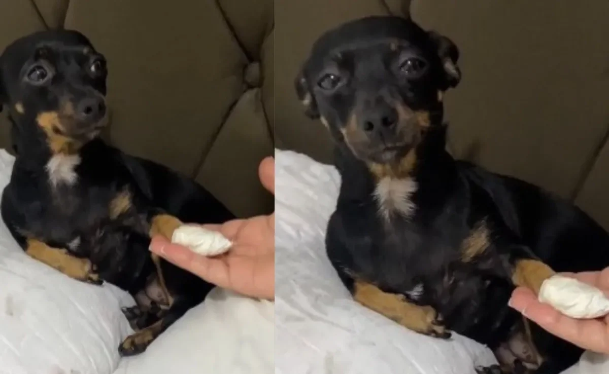 Lily é uma cachorra da raça "tadinha da Silva" (Créditos: Tiktok/ @iasminoliveer0)