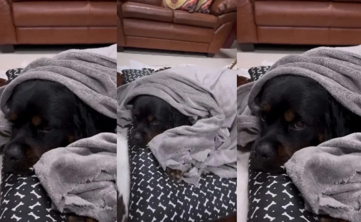 Conheça Raika, a cadela Rottweiler que falhou na missão de proteger a casa (Créditos: Instagram/ @raika.rottweiler) 