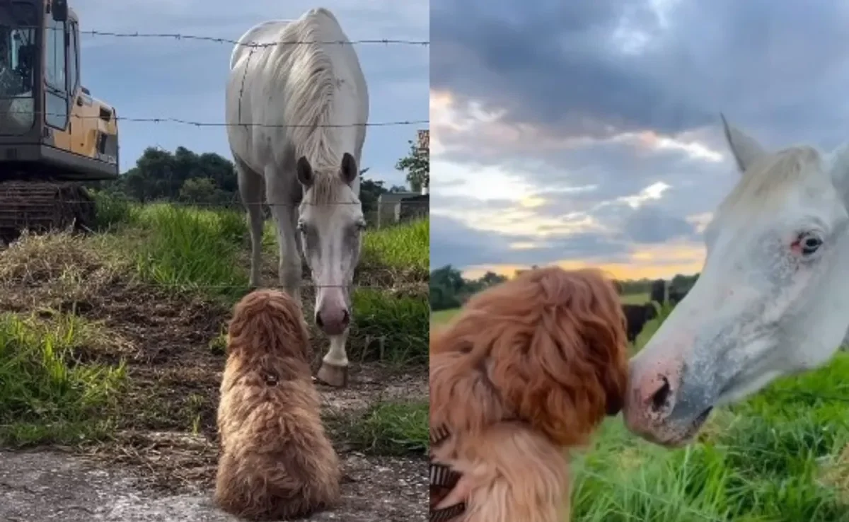 Cavalo e cachorro da raça Shih Tzu se tornam melhores amigos (Créditos: Instagram/ @cacau_je_)