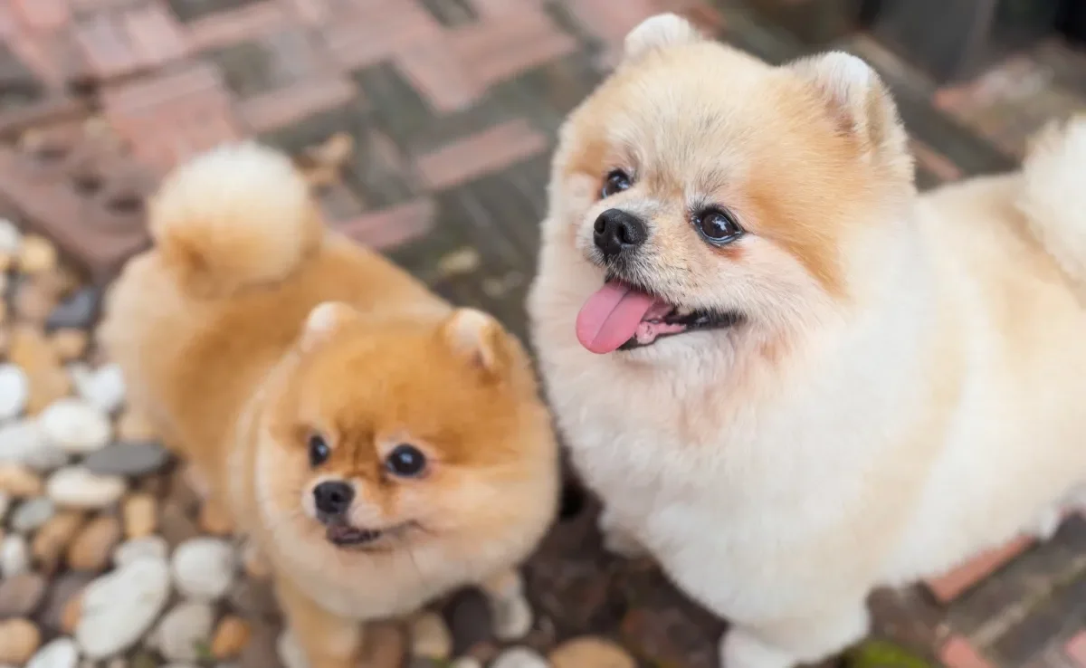 O Spitz Alemão é uma raça de cachorro que também é conhecida como Lulu da Pomerânia e Zwergspitz