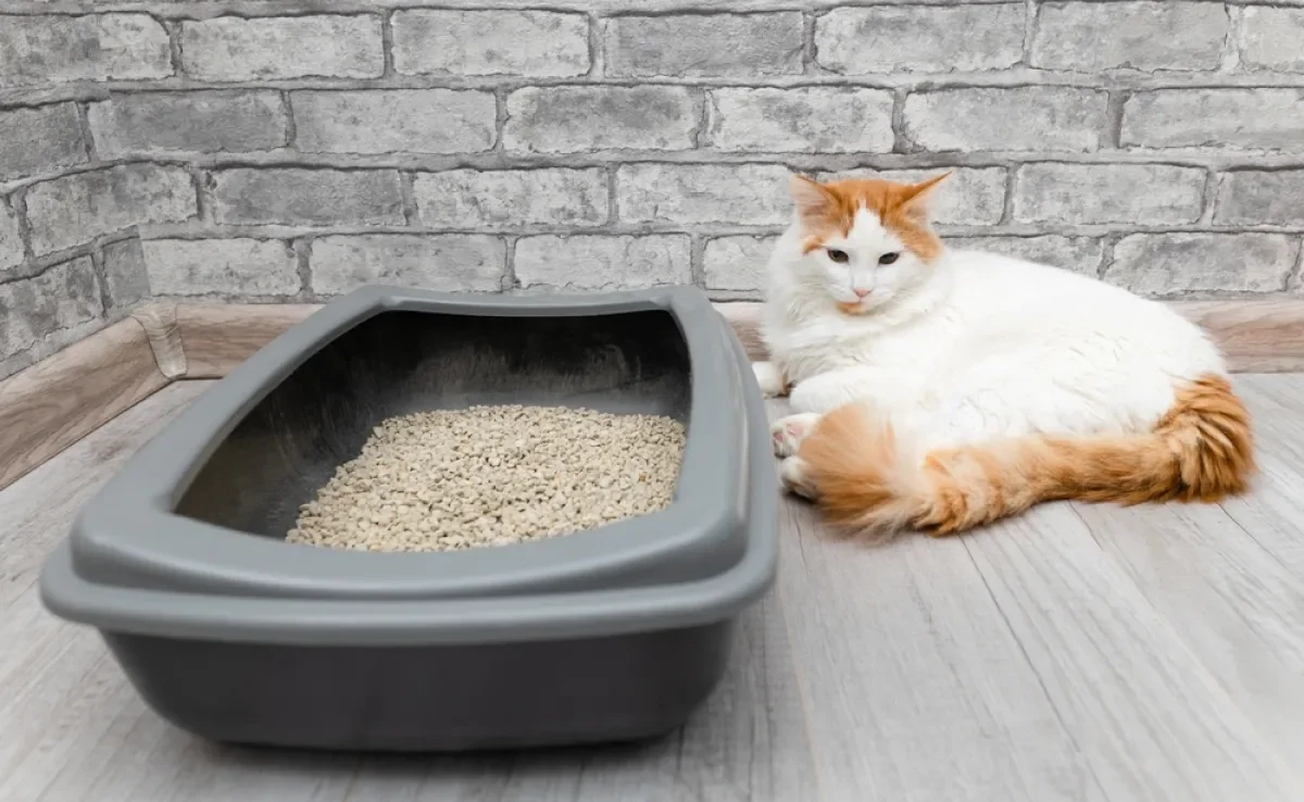 O banheiro de gato deve ser posicionado estrategicamente em um lugar tranquilo e silencioso