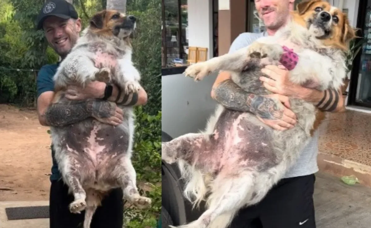 Cachorro obeso foi resgatado e mudou de vida completamente (Créditos: Twitter/ @Niall Harbison) 