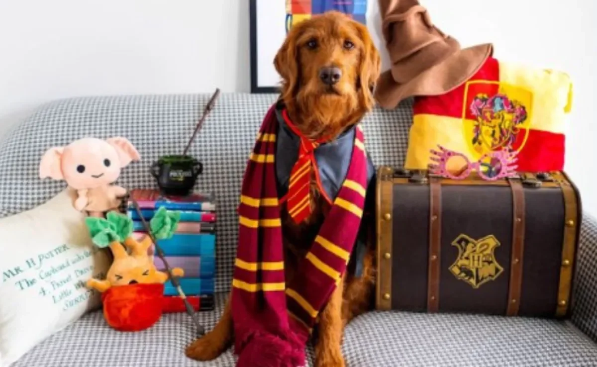 O Labradoodle Dobby já aprendeu vários feitiços (Créditos: Instagram/@dobbyisafreedoodle)