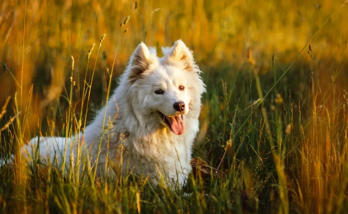 Confira quais são os cachorros mais caros do mundo