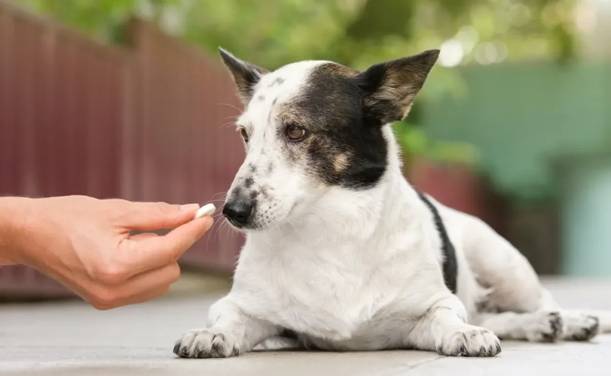 O calmante para cachorro é indicado em casos muito específicos e sempre requer acompanhamento veterinário