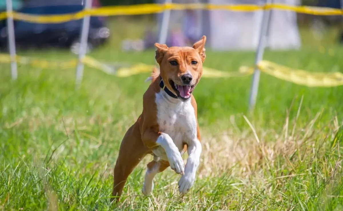 Confira quais são as raças de cachorro consideradas de “baixa manutenção”