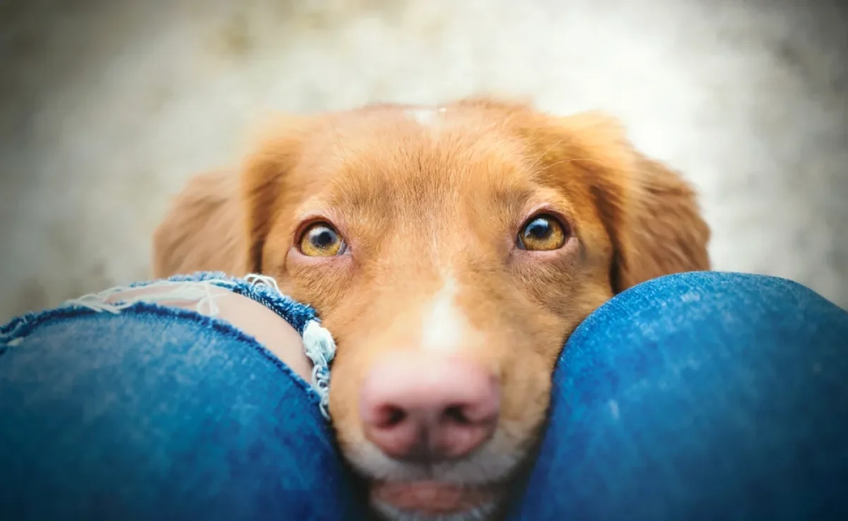 A maneira como os cachorros enxergam é bem diferente da nossa