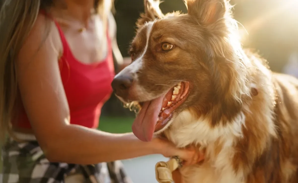 O comportamento canino pode revelar muito mais sobre o seu amigo de quatro patas do que você imagina