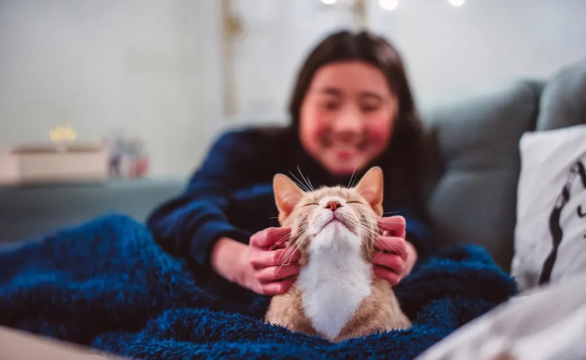 Para melhorar a convivência com gatos, saiba respeitar o espaço do animal