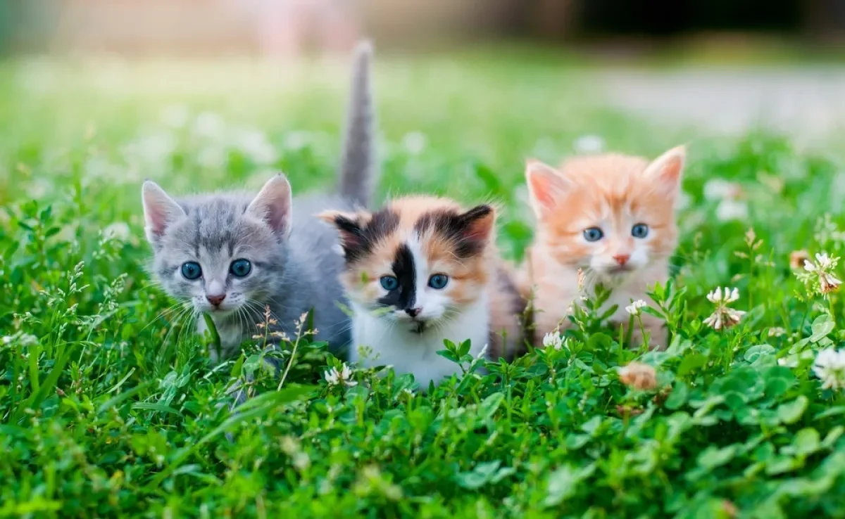 As cores de gatos podem ser bem diversas e influenciam na personalidade do animal