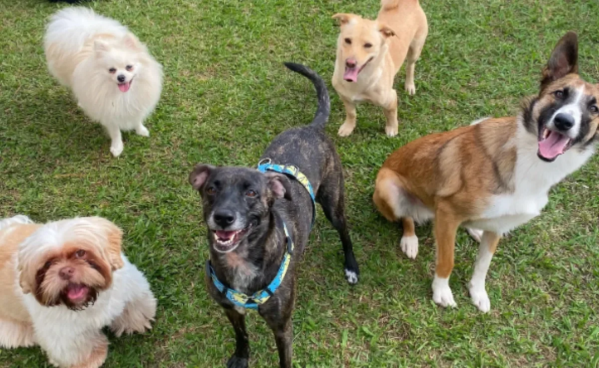 Escolher uma creche legal de cachorro não é tão difícil (Créditos: Instagram/@caninos.bemestar)